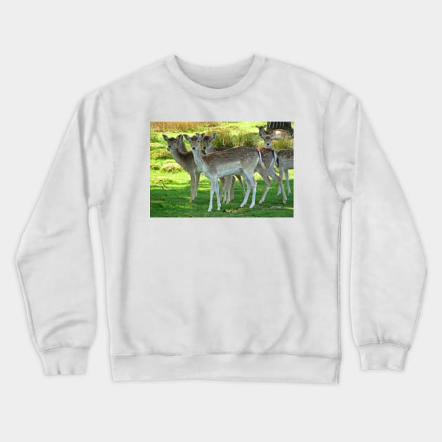 Fallow Deer Crewneck Sweatshirt by RedHillDigital